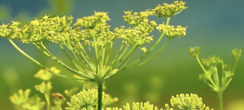 Attività antimicrobica degli OE di lavanda e finocchio