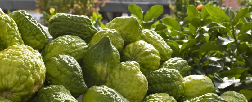 Dal cedro fitocomplesso antinfiammatorio e antiossidante