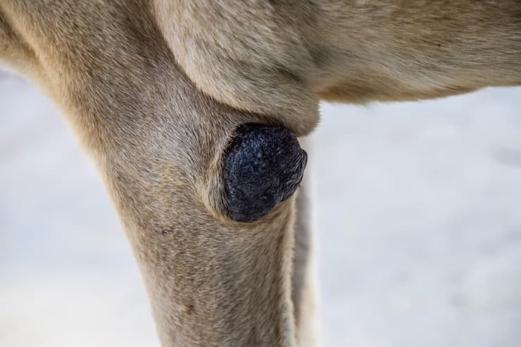 Gomiti del cane: perdita di pelo e callosità