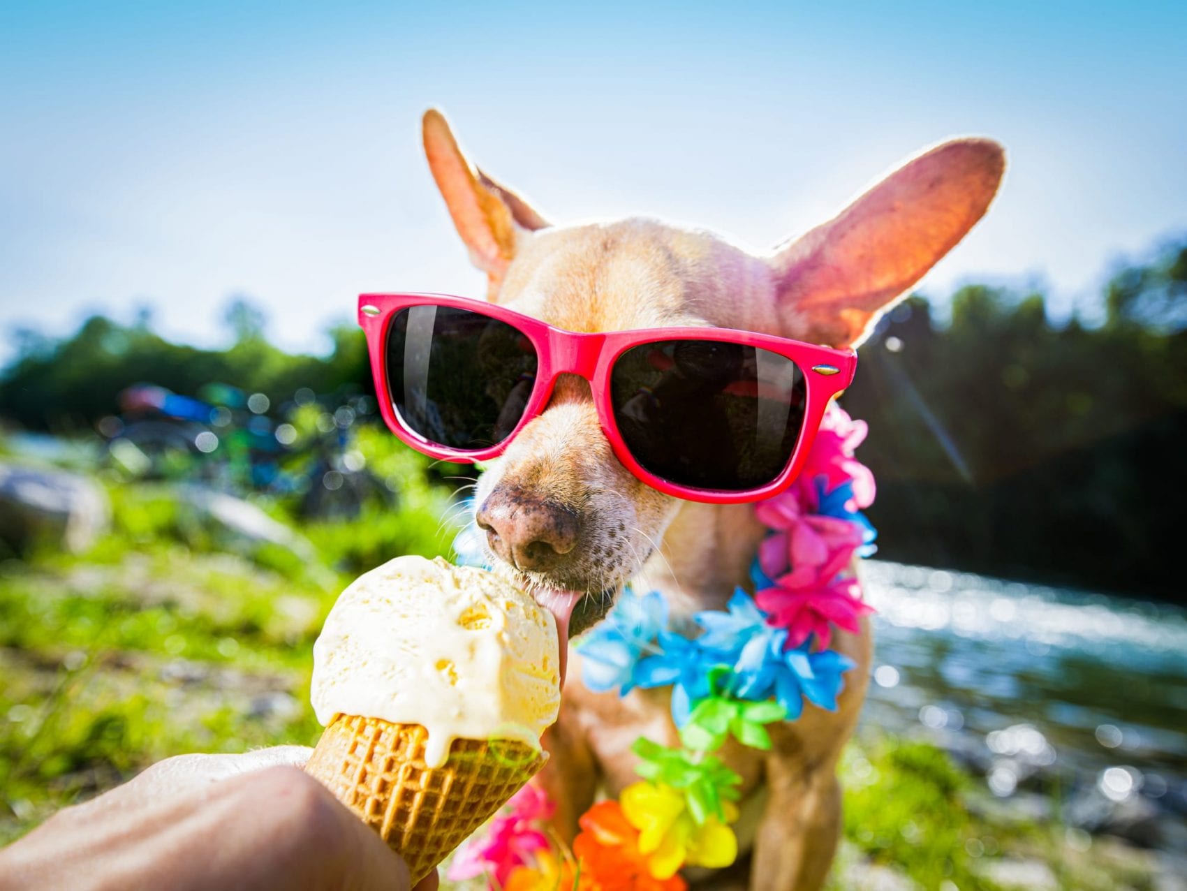 Cani, possono mangiare il gelato?