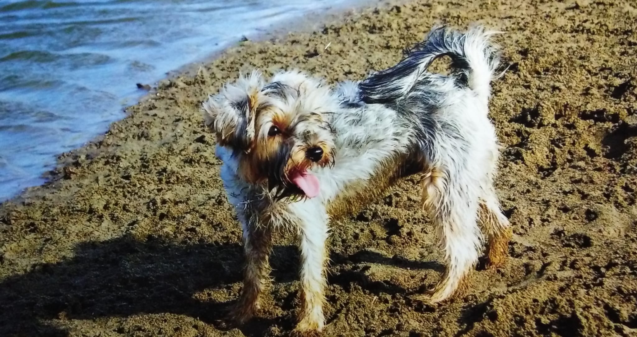 Cani e protezione solare