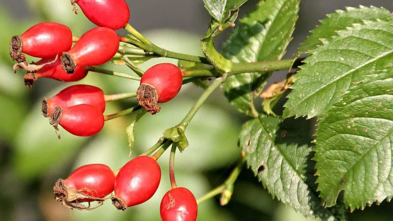 Rosa canina