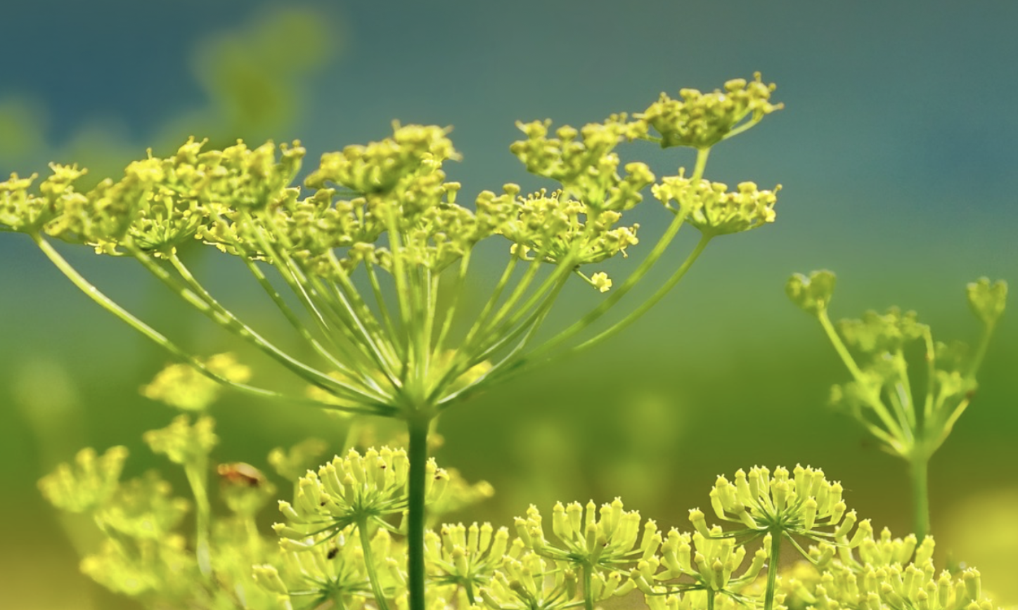 Attività antimicrobica degli OE di lavanda e finocchio