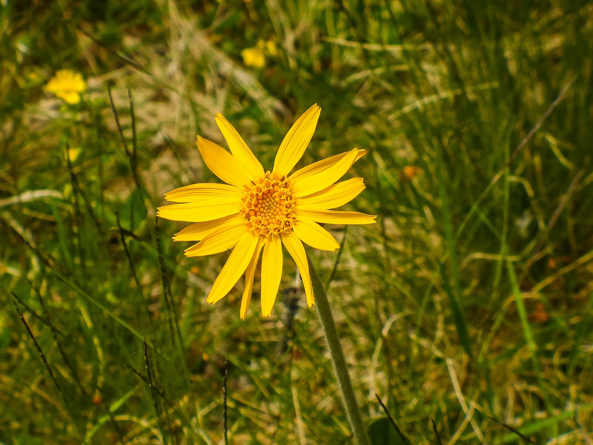 L’Arnica montana per i nostri animali