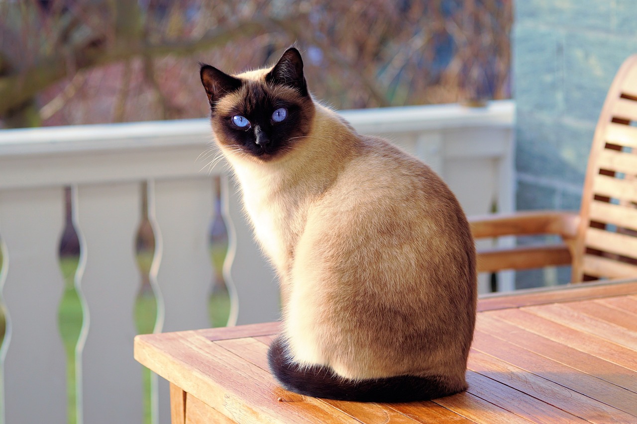 Il pelo del gatto in estate