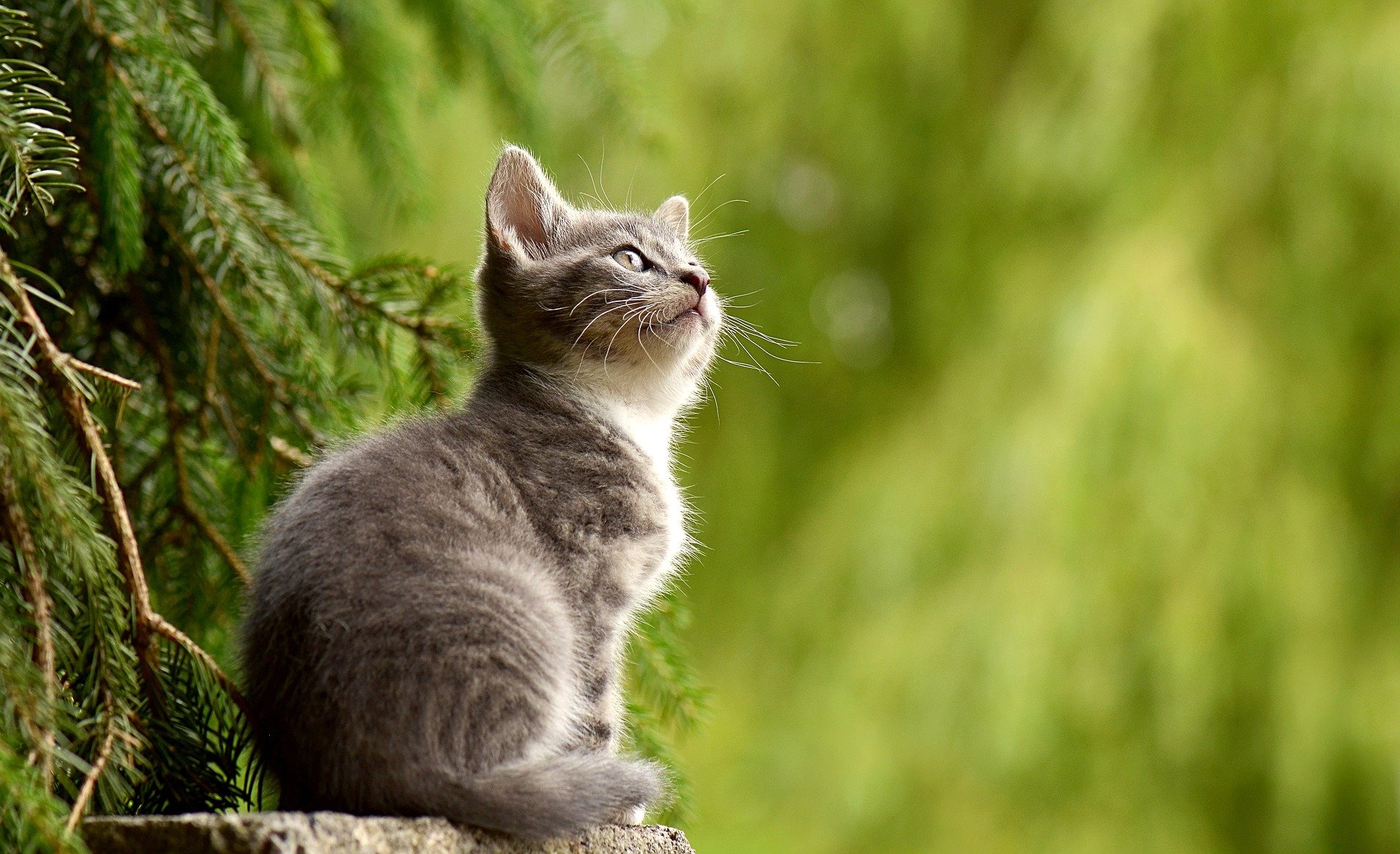 QUANDO METTERE L’ANTIPULCI AL CANE E AL GATTO?