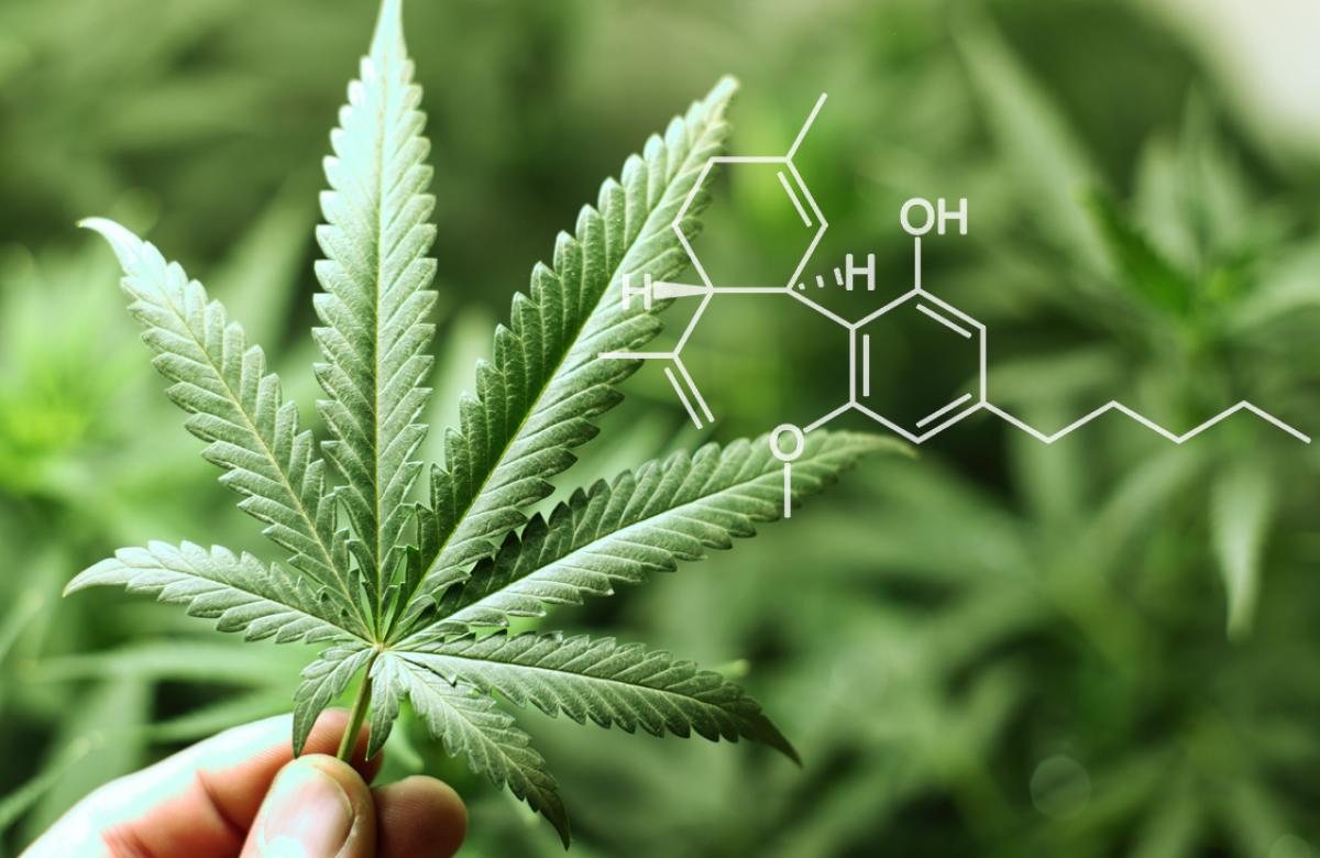 CBD OIL: OLIO DI CANNABIS E I SUOI BENEFICI