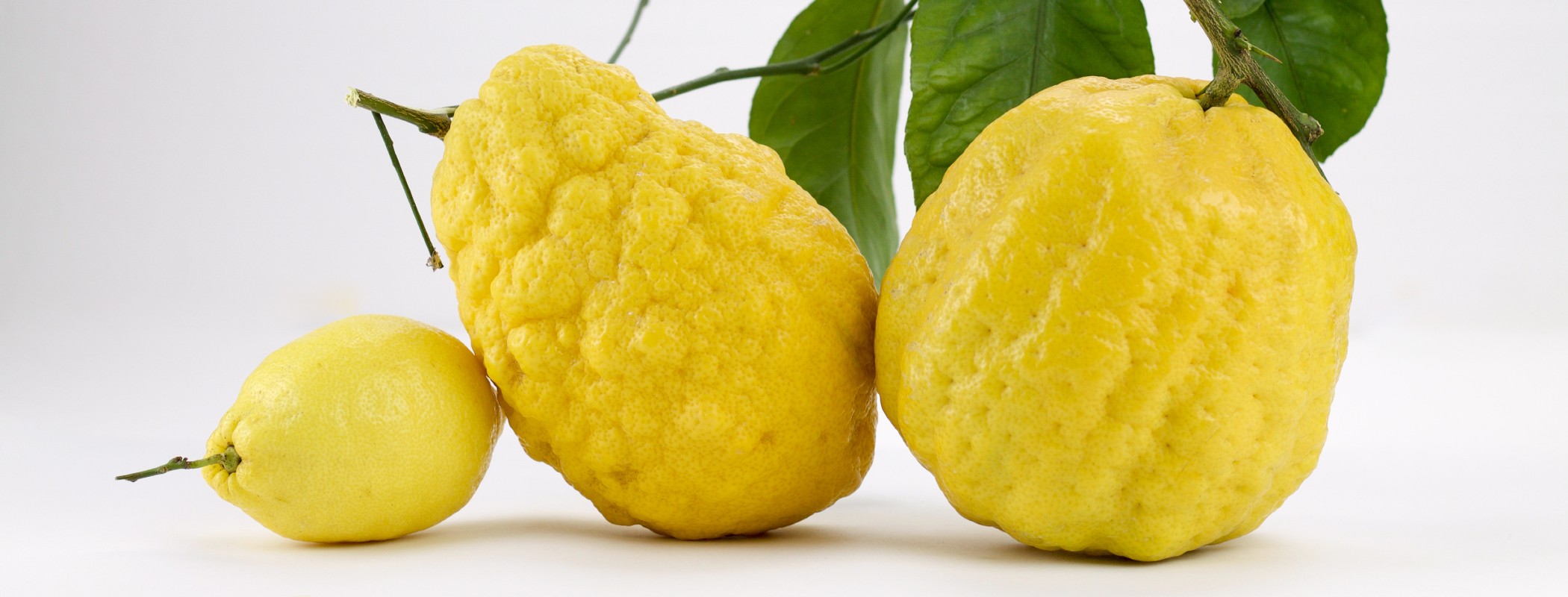 Dal cedro fitocomplesso antinfiammatorio e antiossidante