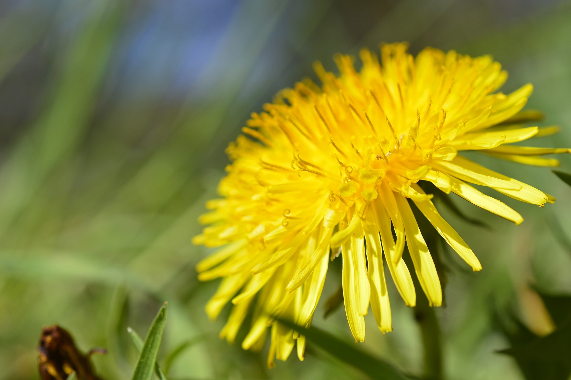 IL TARASSACO, INTEGRATORE NATURALE ERBA SELVATICA, RUSTICA E SALUTARE