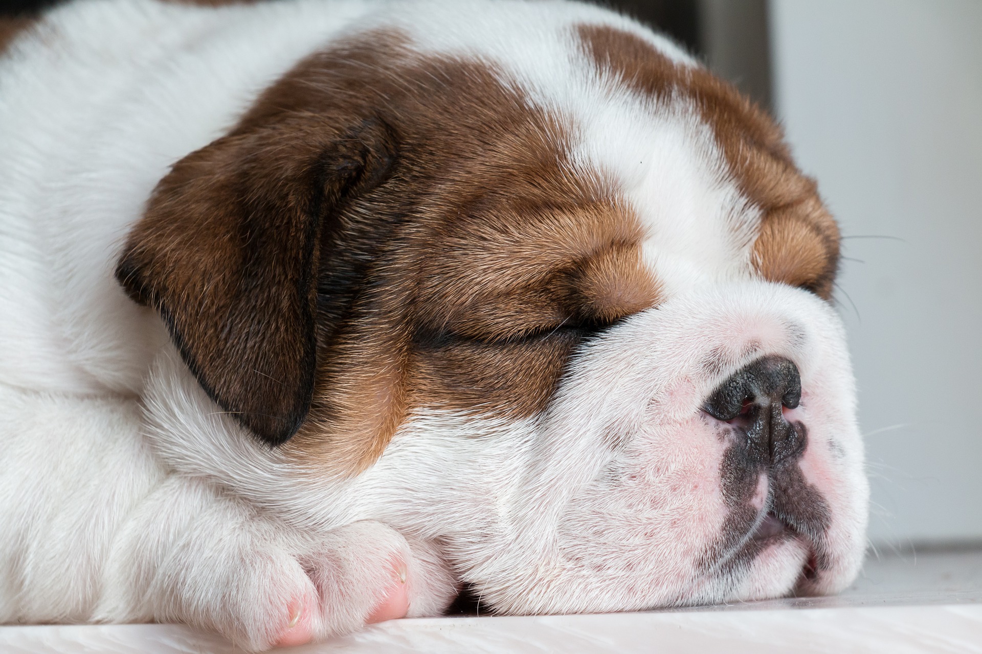 Sindrome ostruttiva delle vie aeree superiori nel cane