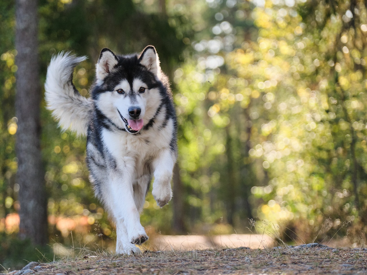 ANDARE IN MONTAGNA CON IL CANE