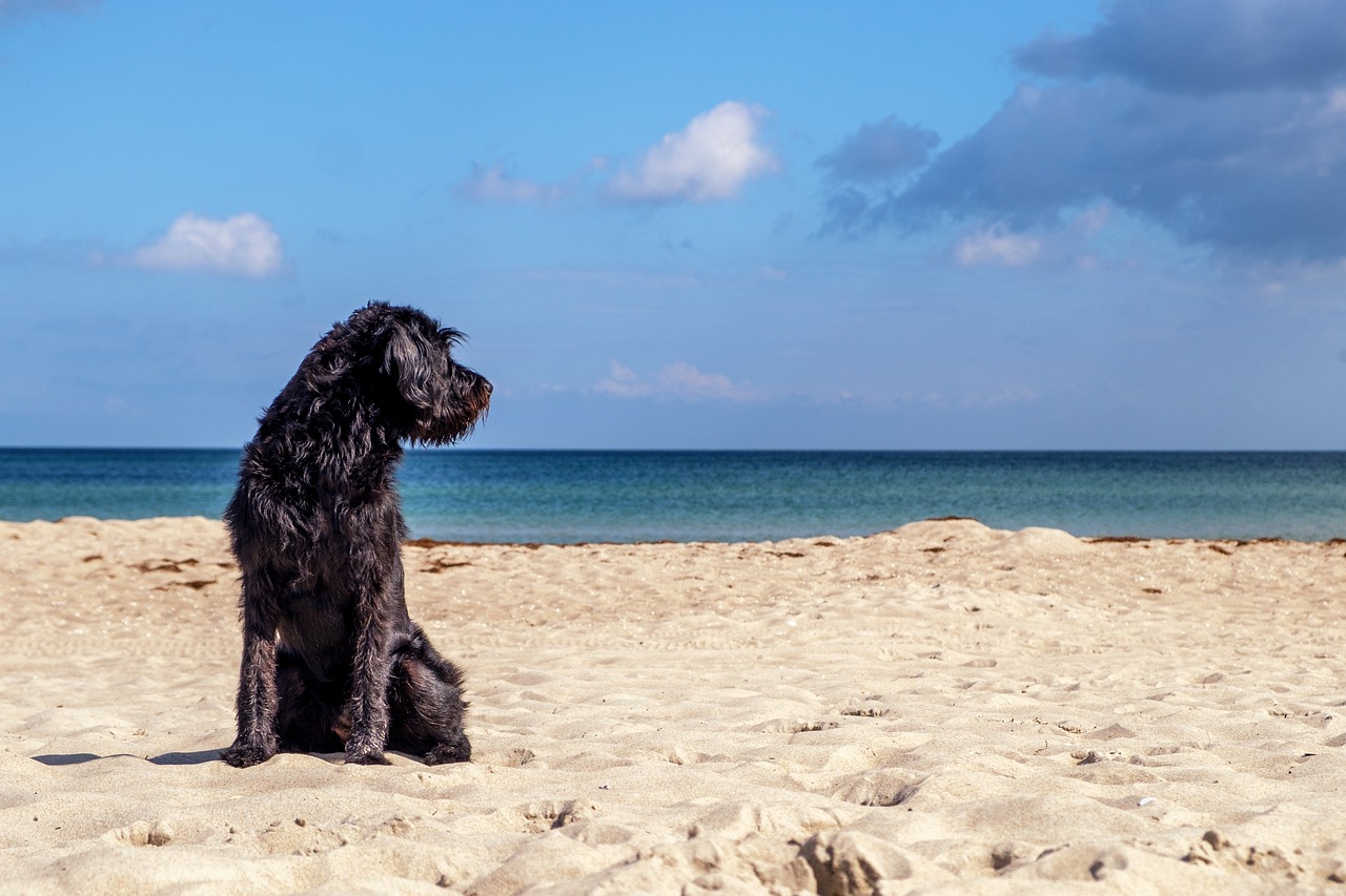 L’ACQUA DI MARE FA MALE AL CANE?