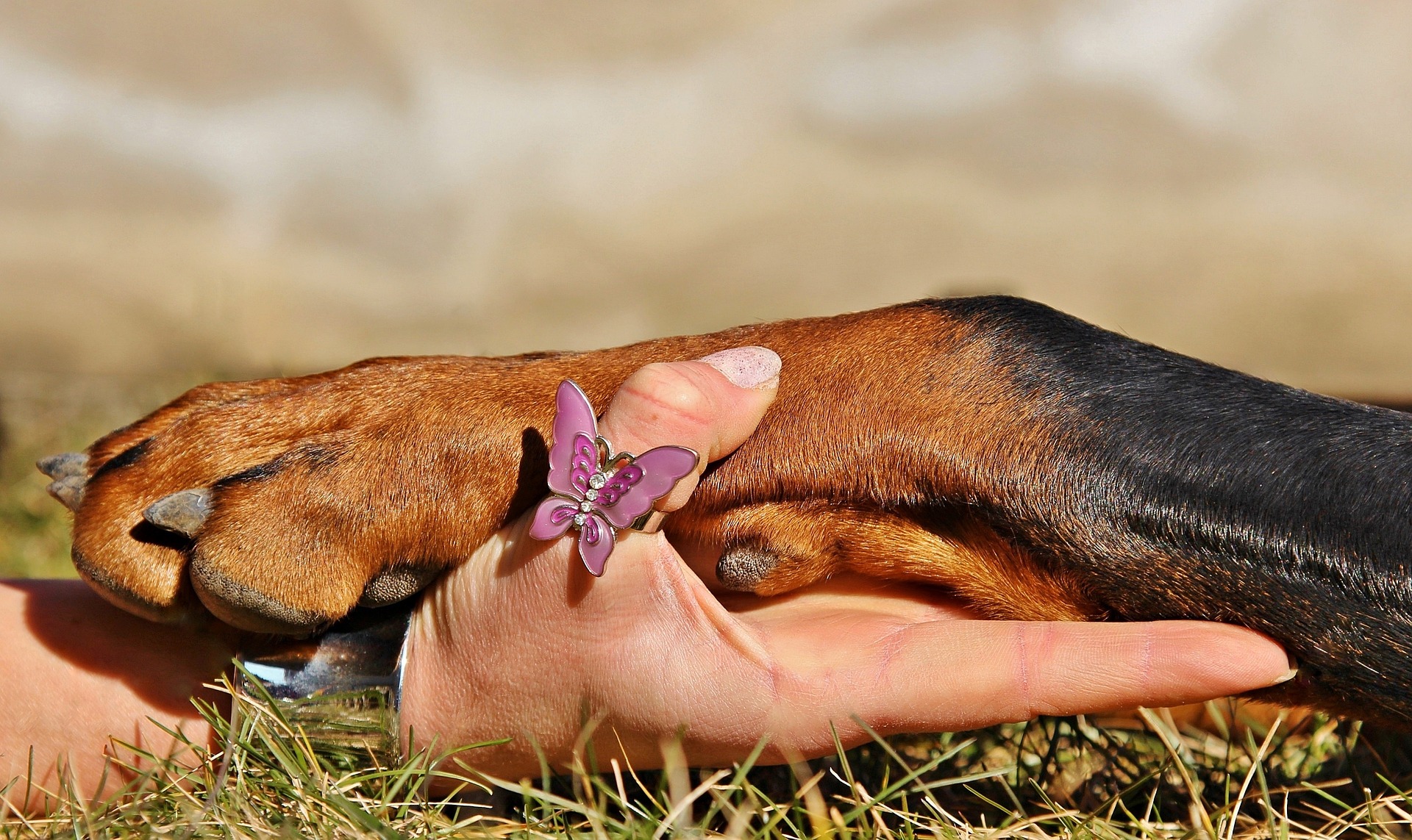 Unghia rotta del cane