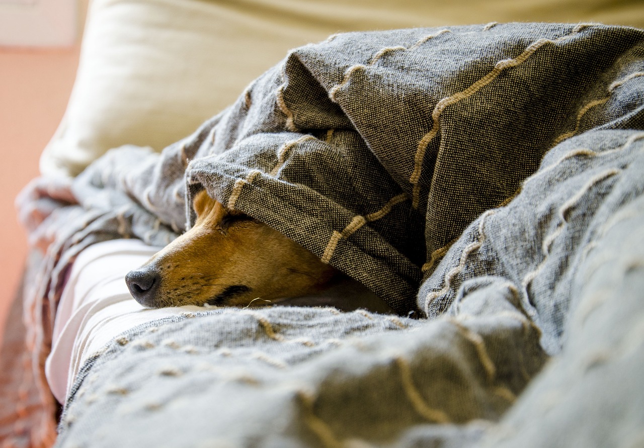 Calcoli alla vescica nel cane