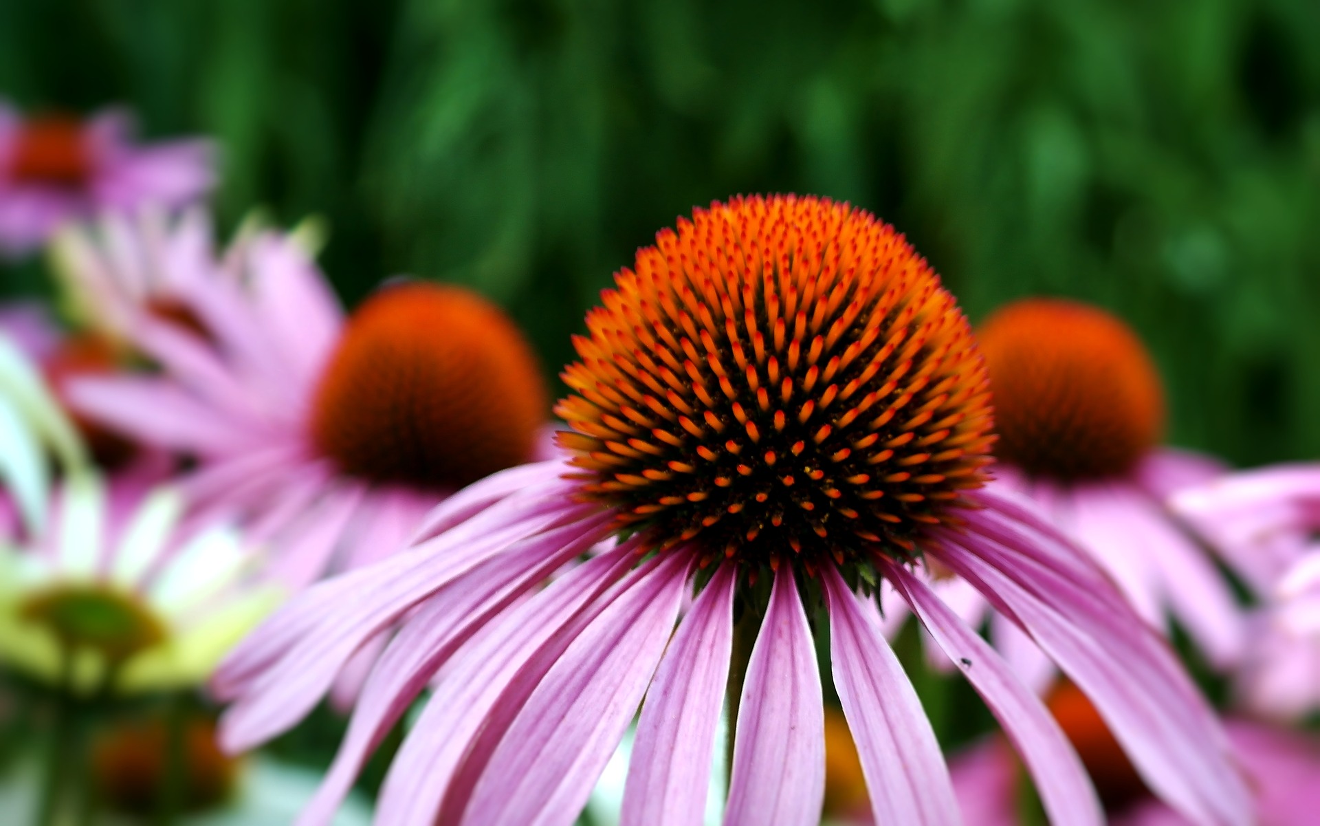 ECHINACEA,  UNO SCUDO CONTRO RAFFREDDORE E INFLUENZA