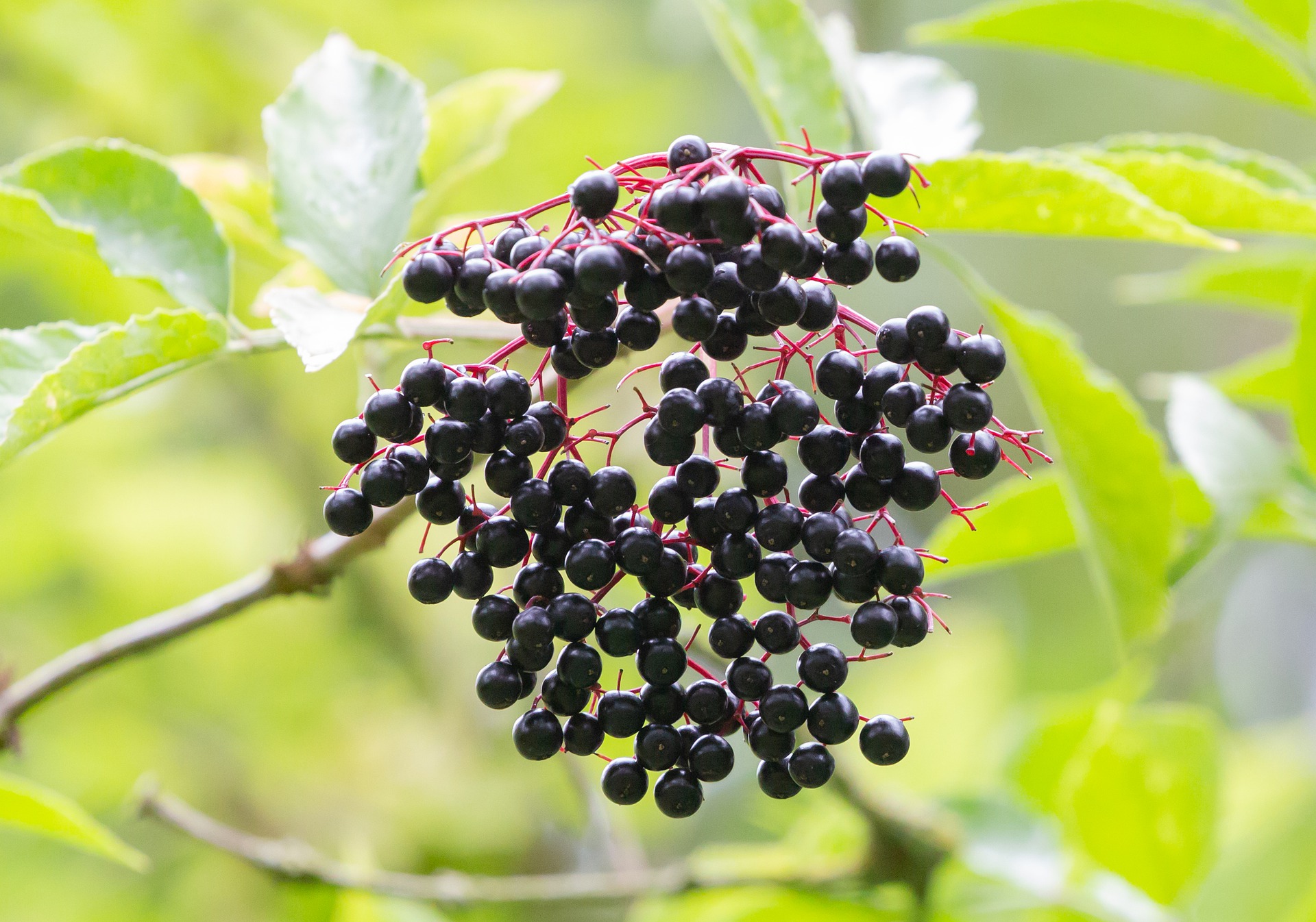 Immunomodulare con le piante