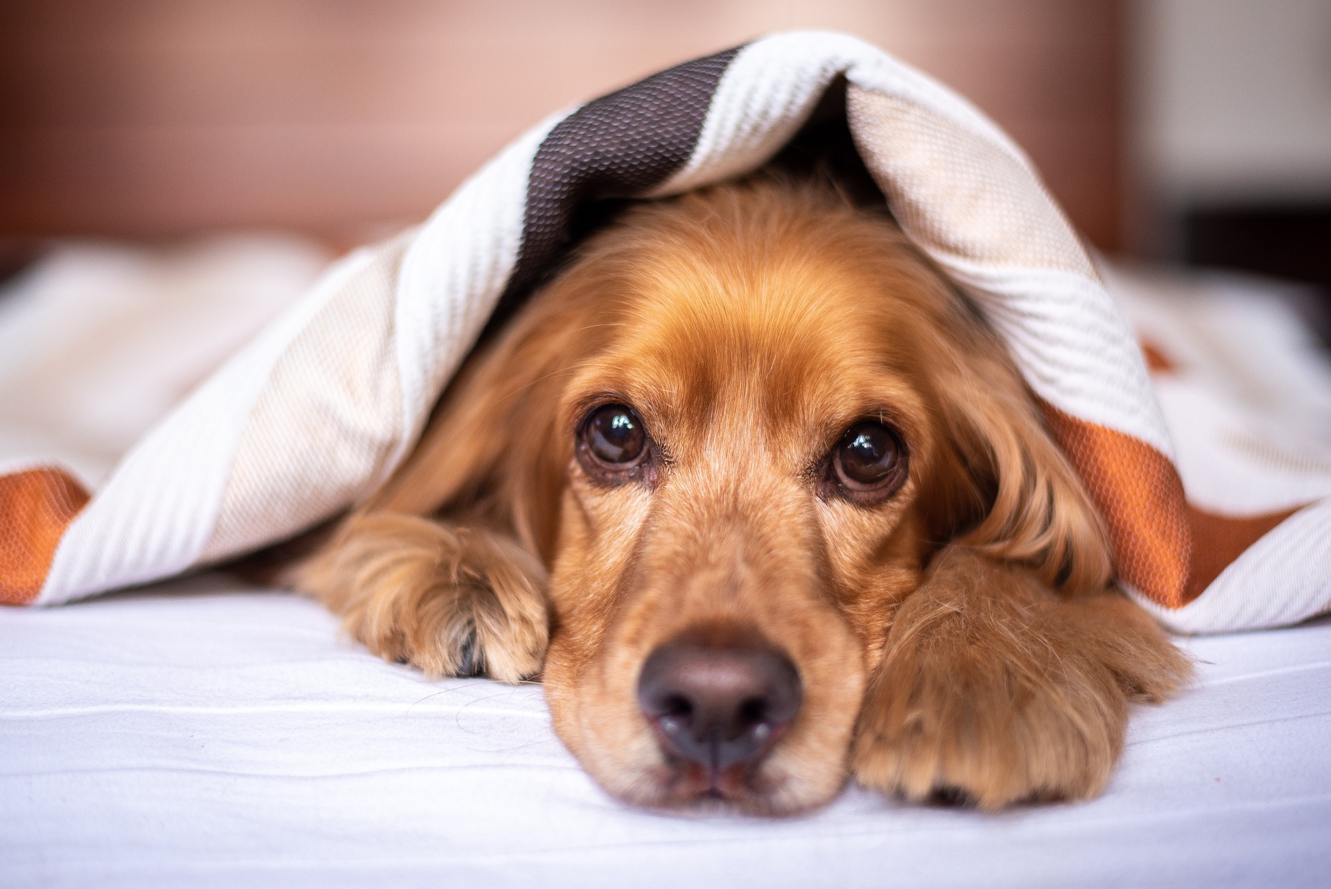 Tecniche di rilassamento per il tuo cane