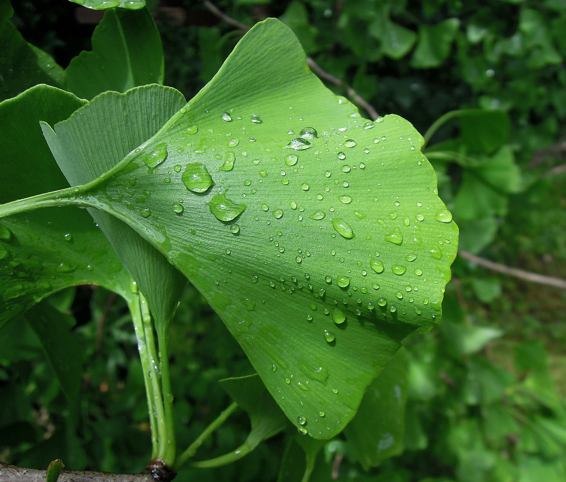 Ginkgo Biloba