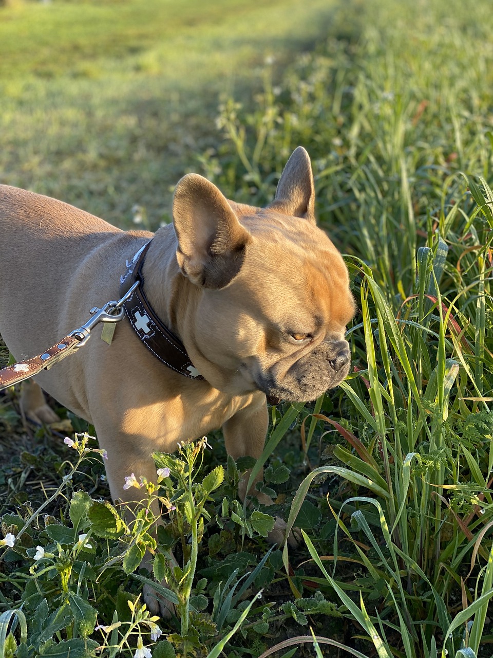 Perché fido mangia l’erba?