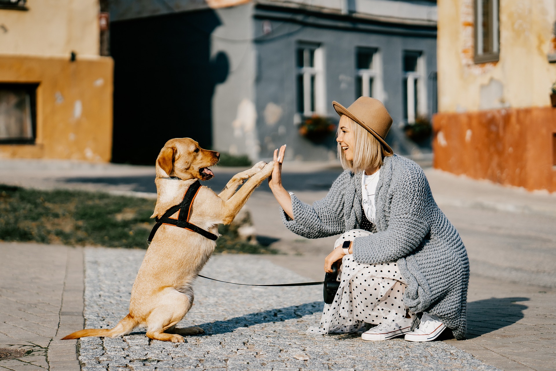 Cervello: fare le coccole a un cane aumenta i livelli di attività della corteccia prefrontale