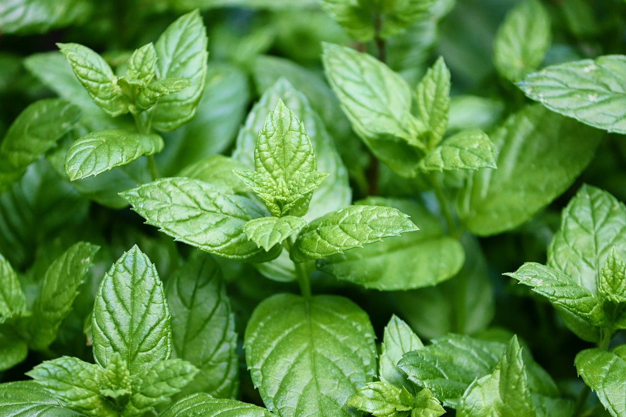 Attività di OE ed estratti di menta piperita