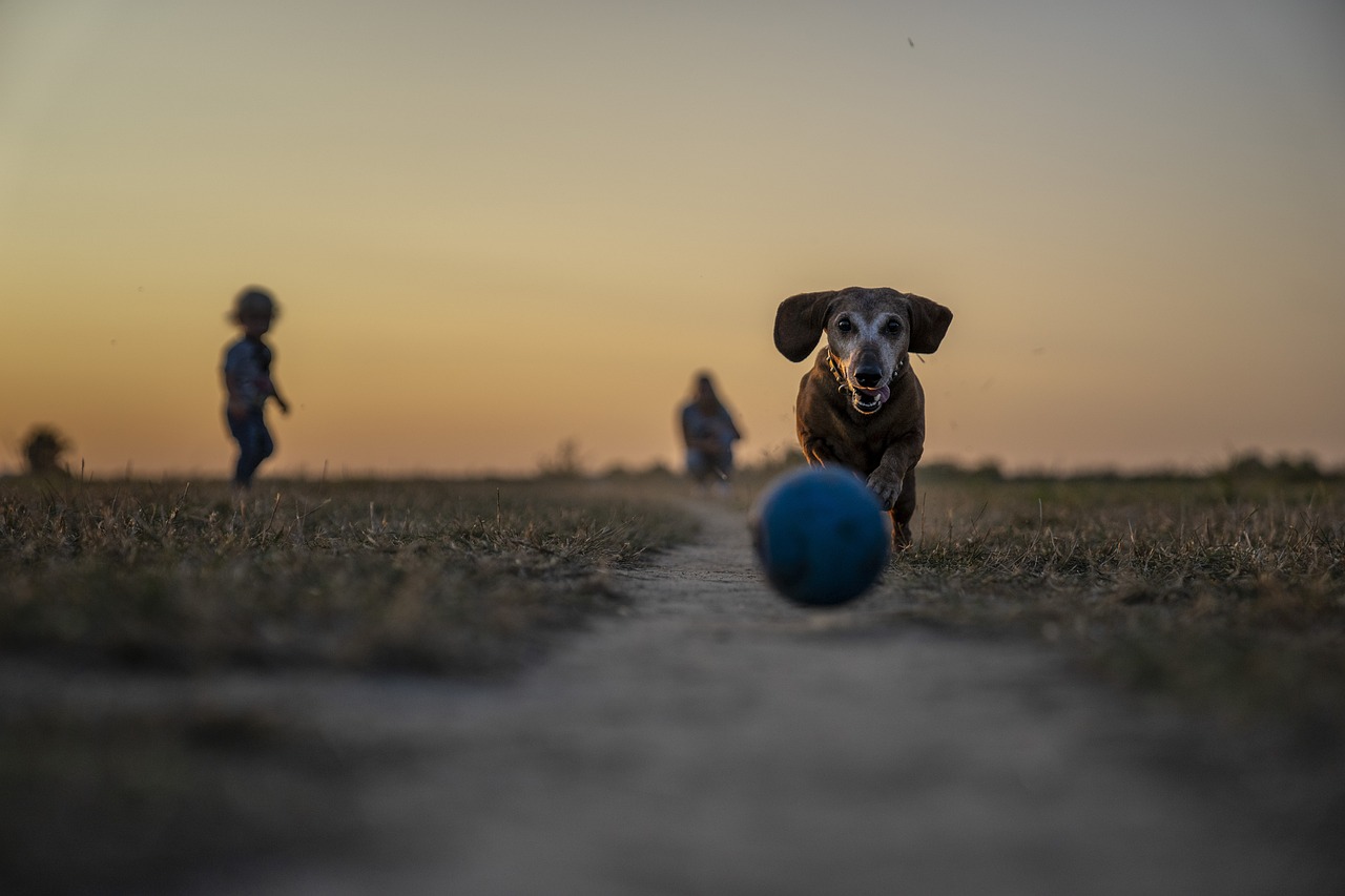 Esercizi per cani di piccola taglia