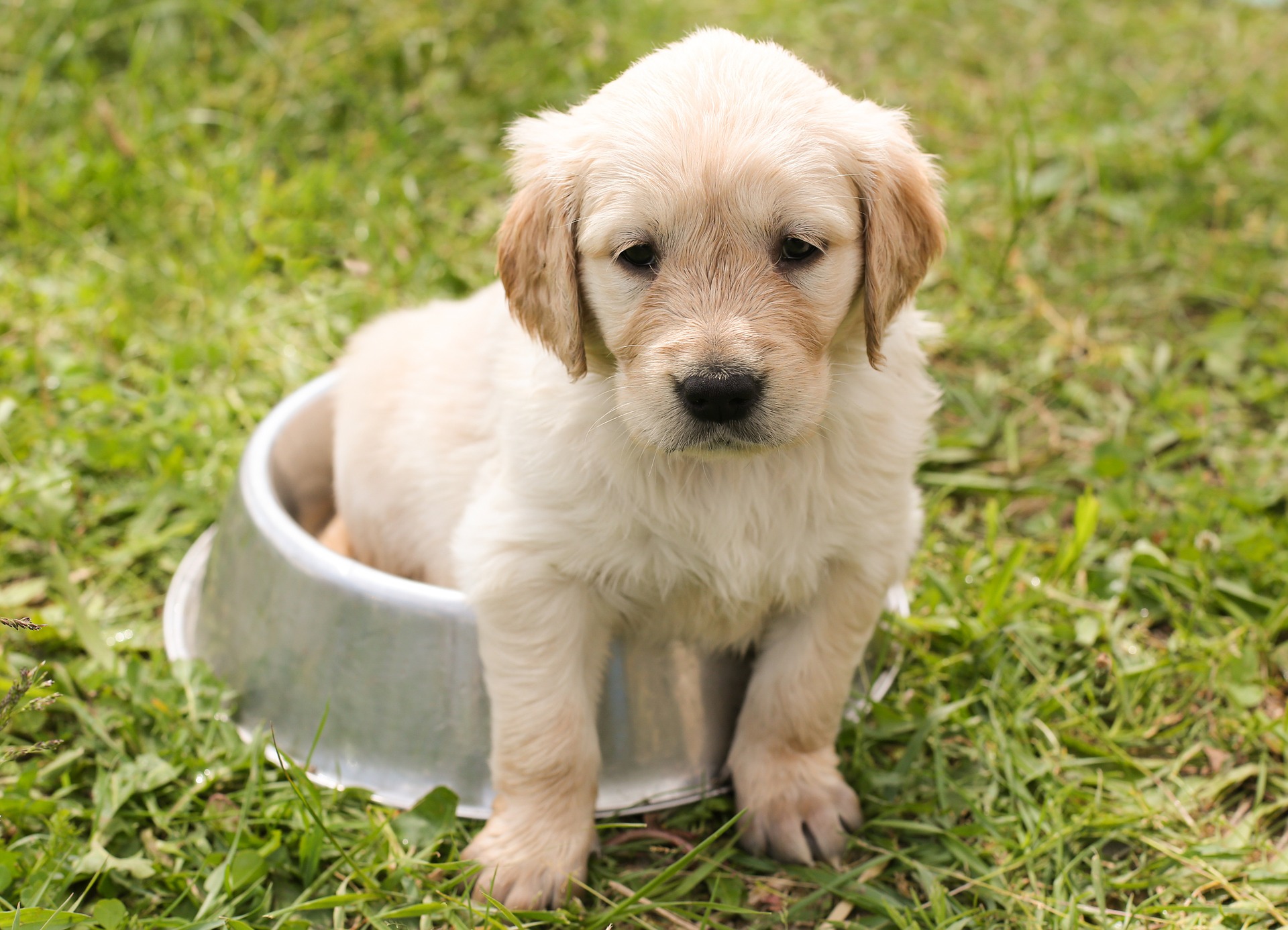 Quando le vitamine fanno male nel cane