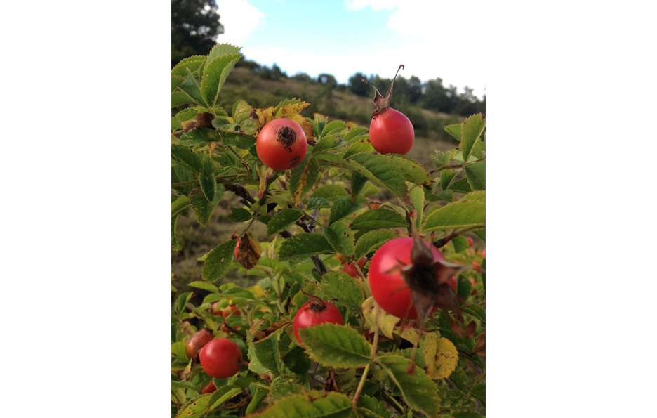 Rosa canina