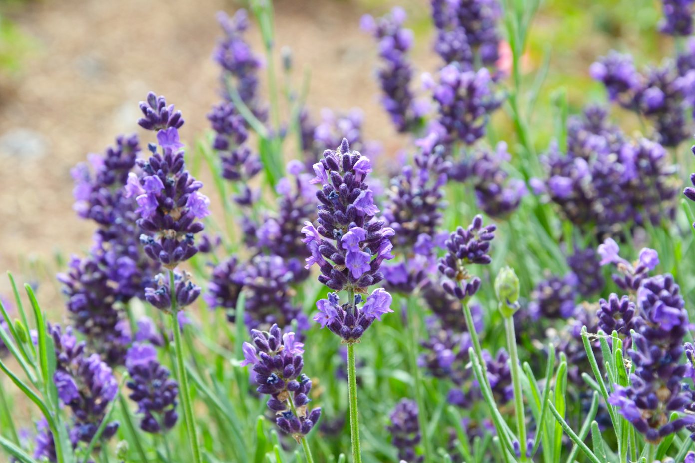 Lavanda e disturbi dell’umore da contraccettivi orali